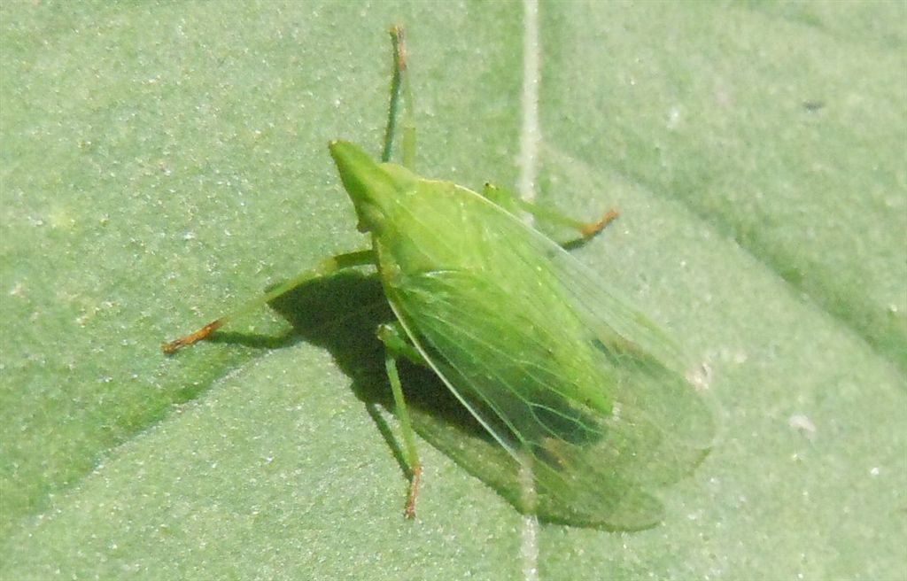 Dictyophara europaea? S
